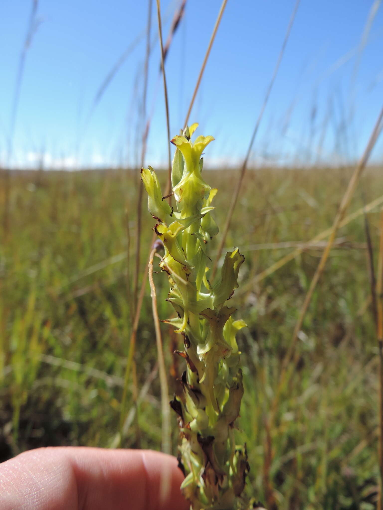 Roeperocharis resmi