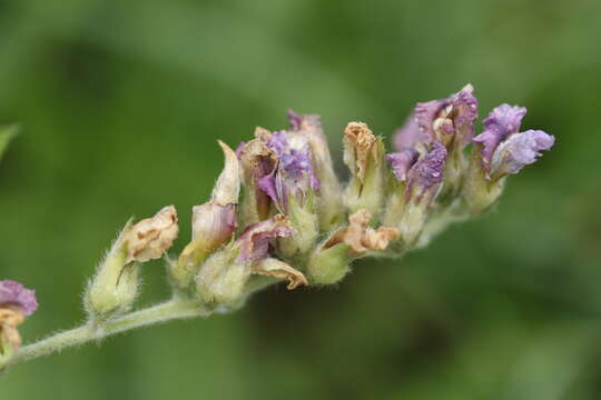 Image of Pearsonia grandifolia subsp. grandifolia