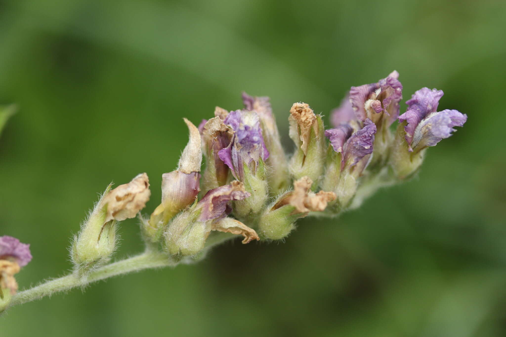 Image of Pearsonia grandifolia subsp. grandifolia