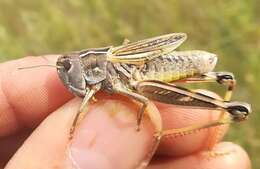 Image of Arcyptera (Pararcyptera) brevipennis subsp. vicheti Harz 1975