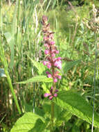 Stachys latidens Small resmi