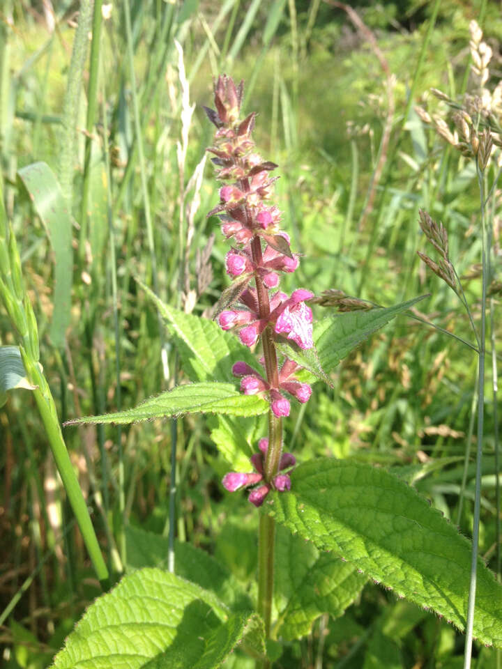 صورة Stachys latidens Small