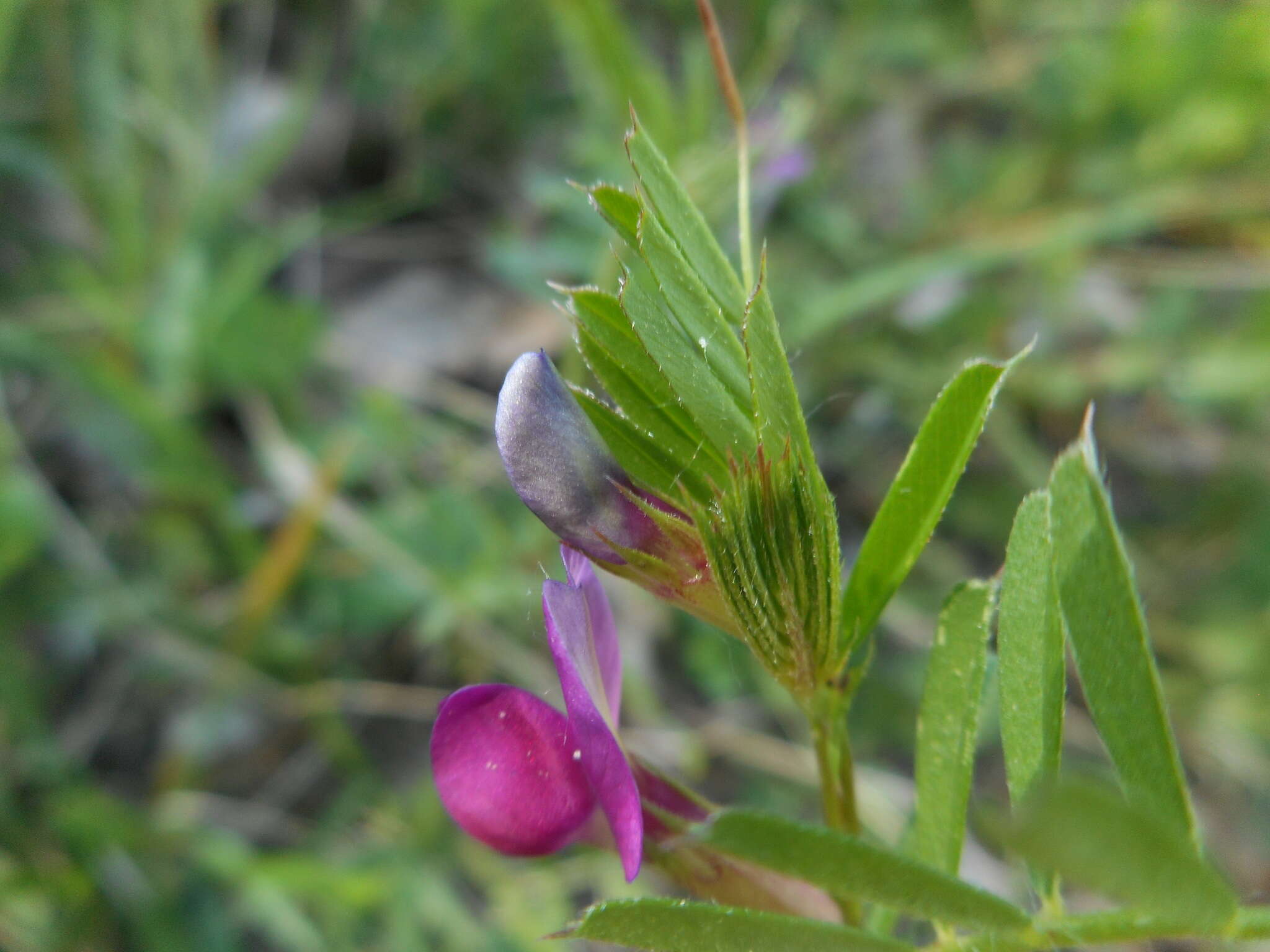 Imagem de Vicia sativa subsp. nigra (L.) Ehrh.