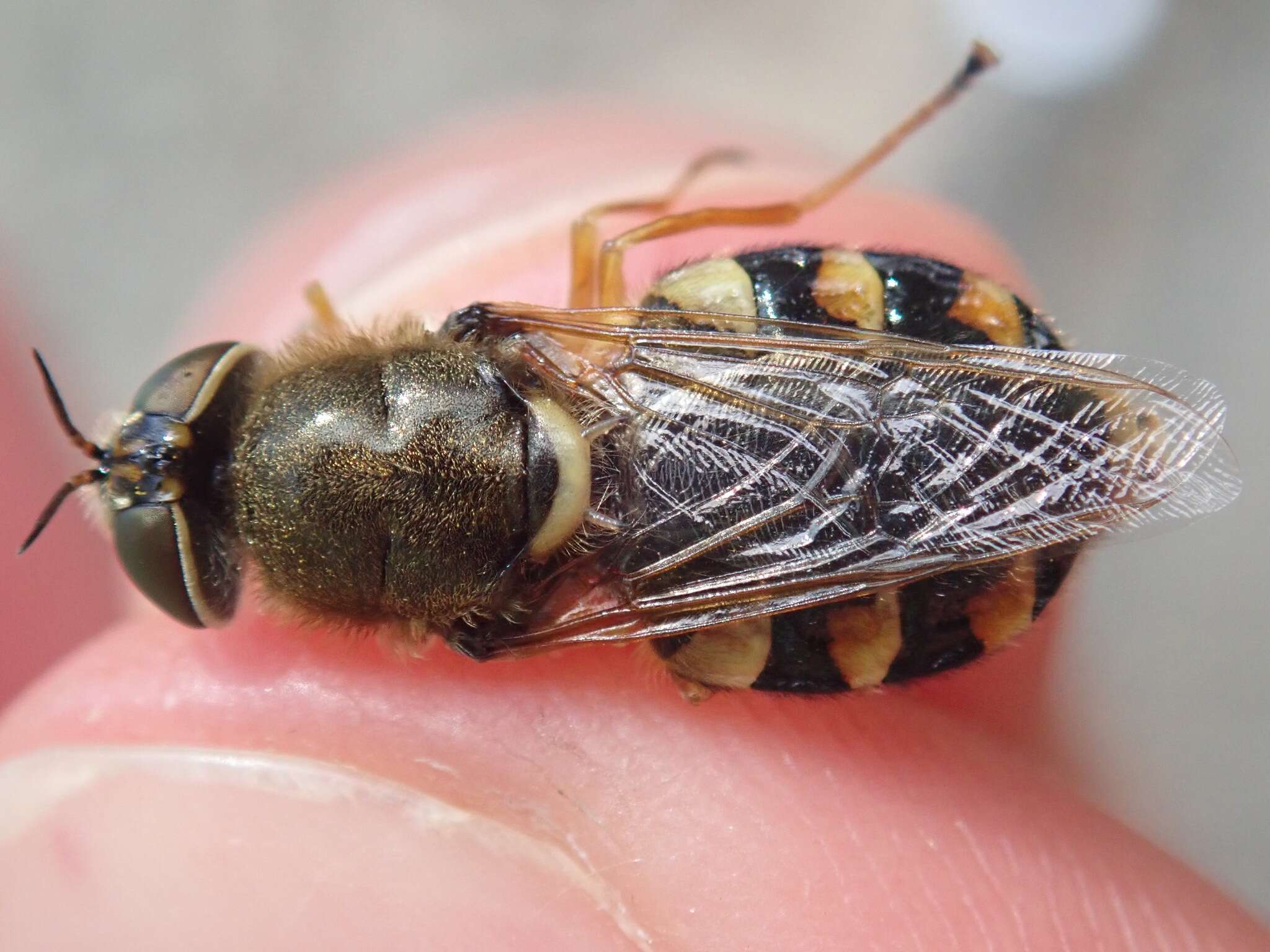 Image of Odontomyia ornata (Meigen 1822)