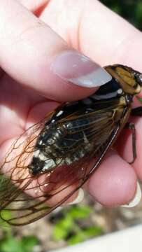 Image of Bush Cicada