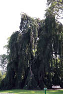 Image of Fagus sylvatica f. pendula