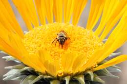 Image of Andrena balsamorhizae La Berge 1967