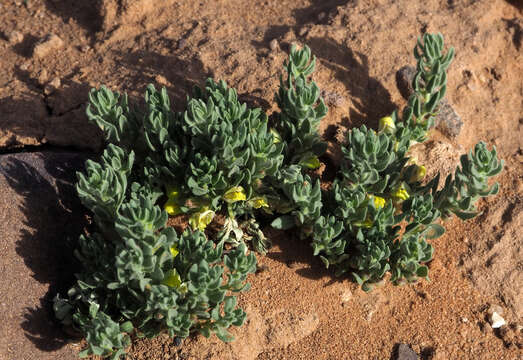 Image of Kickxia floribunda (Boiss.) V. Täckh. & Boulos