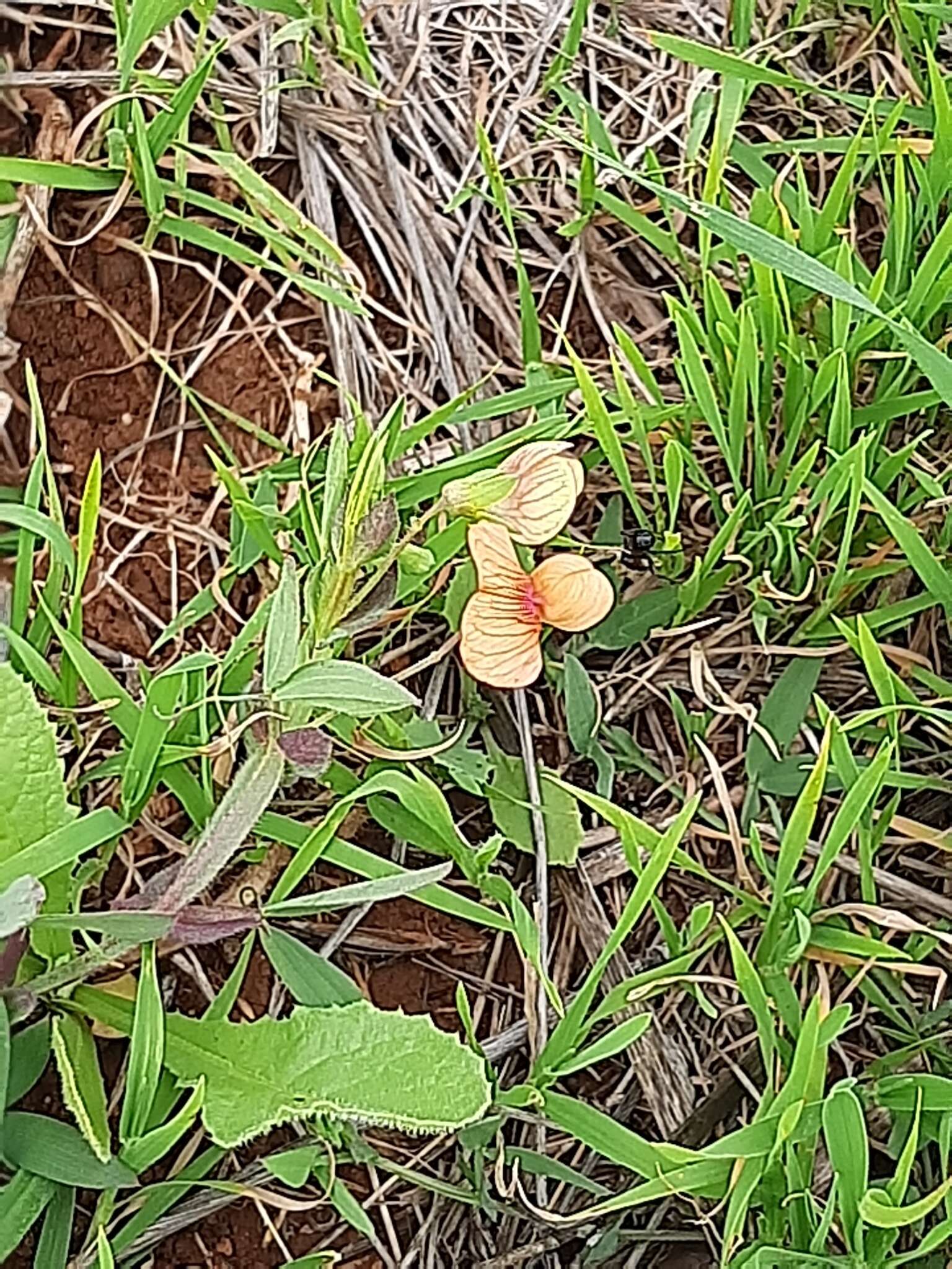 Lathyrus blepharicarpus Boiss.的圖片