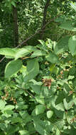 Plancia ëd Taphrina confusa (G. F. Atk.) Giesenh. 1895