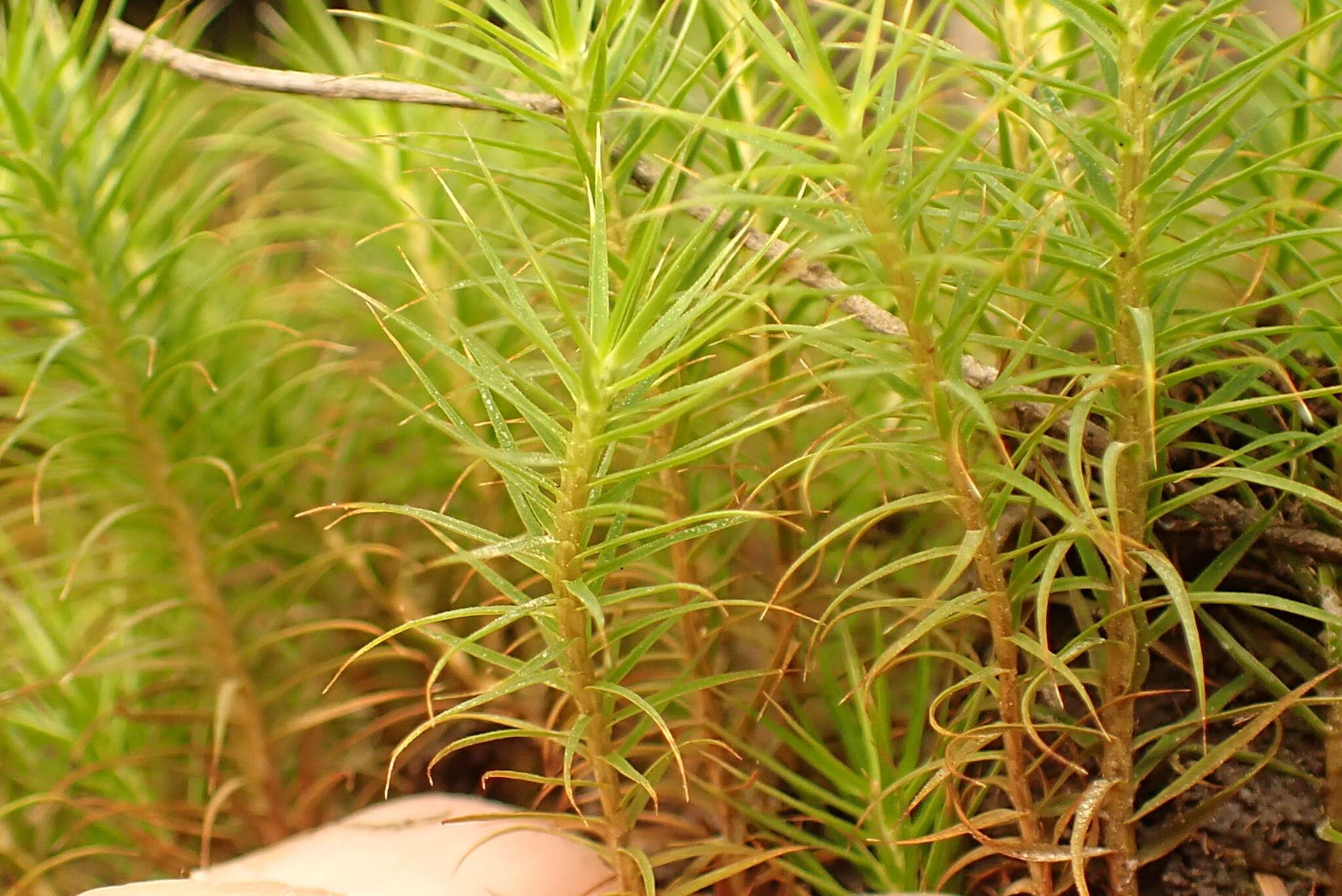 Image of Polytrichum subpilosum Palisot de Beauvois 1805