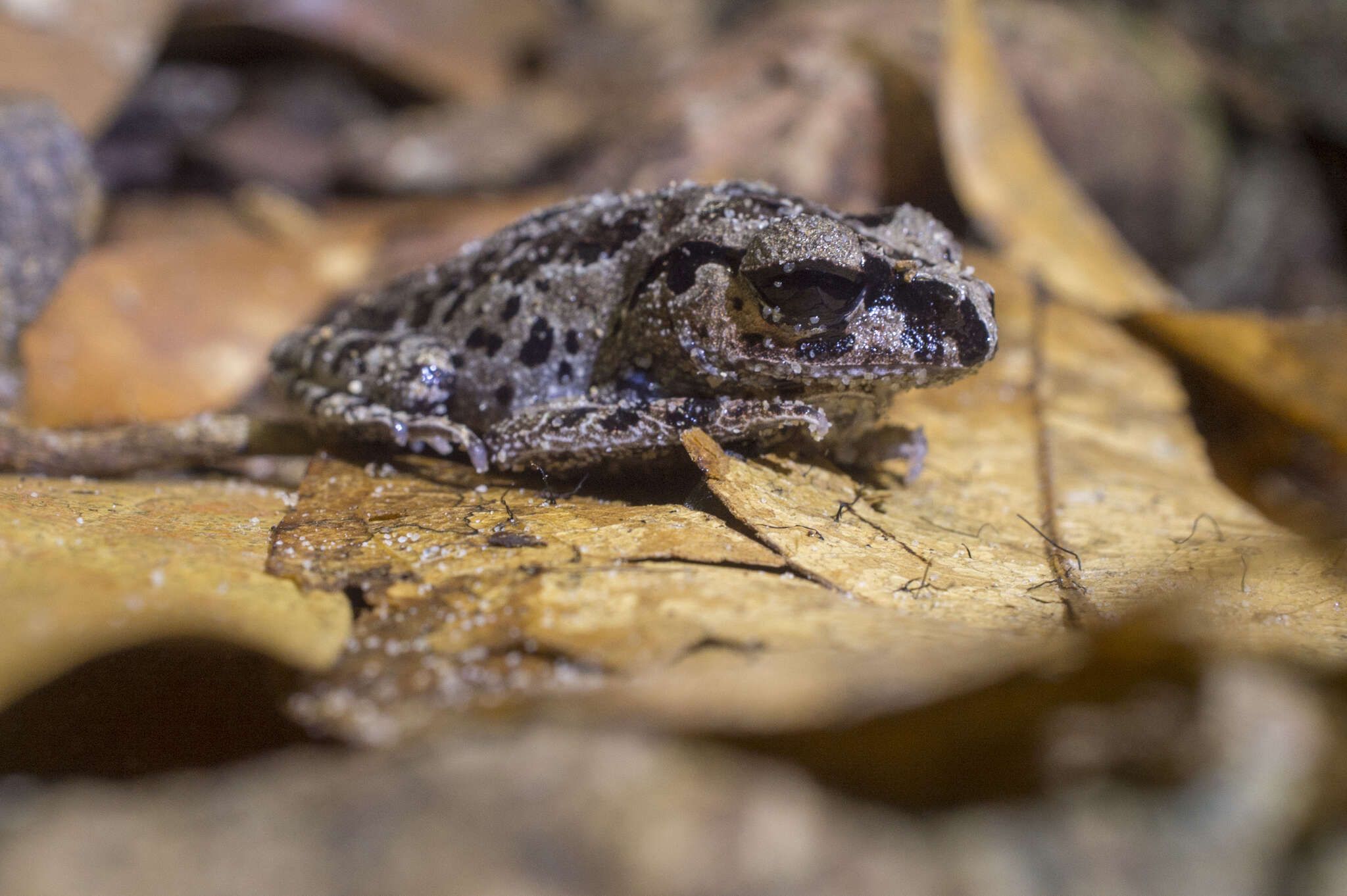 Image of Leptobrachium ingeri Hamidy, Matsui, Nishikawa & Belabut 2012