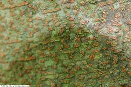 Image of Japanese Zelkova