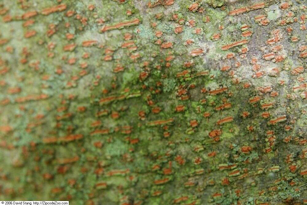 Image of Japanese Zelkova