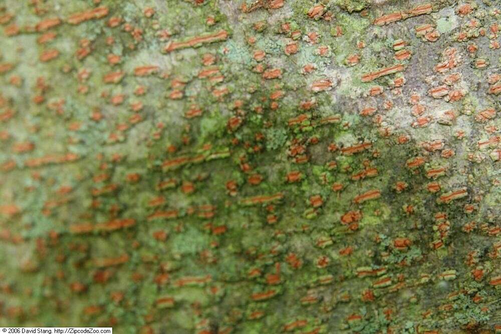 Image de Zelkova serrata (Thunb.) Makino