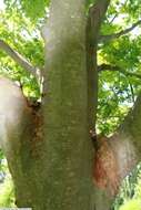 Image of Japanese Zelkova