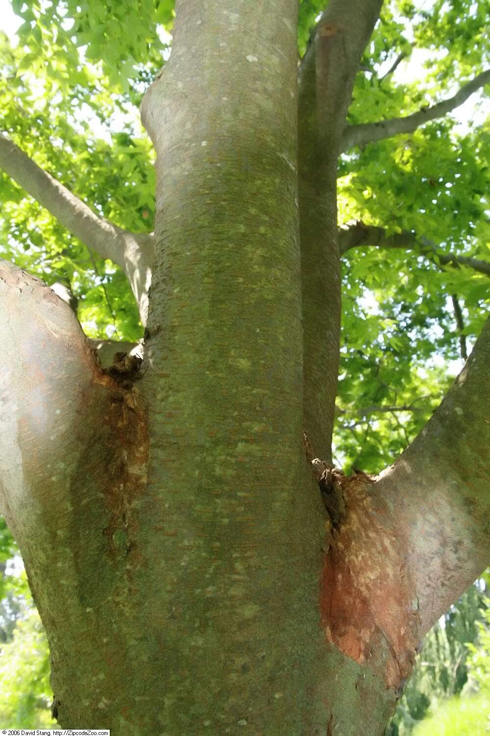 Image of Japanese Zelkova