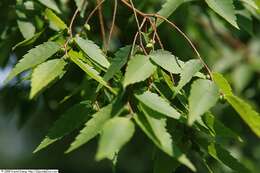 Image de Zelkova serrata (Thunb.) Makino