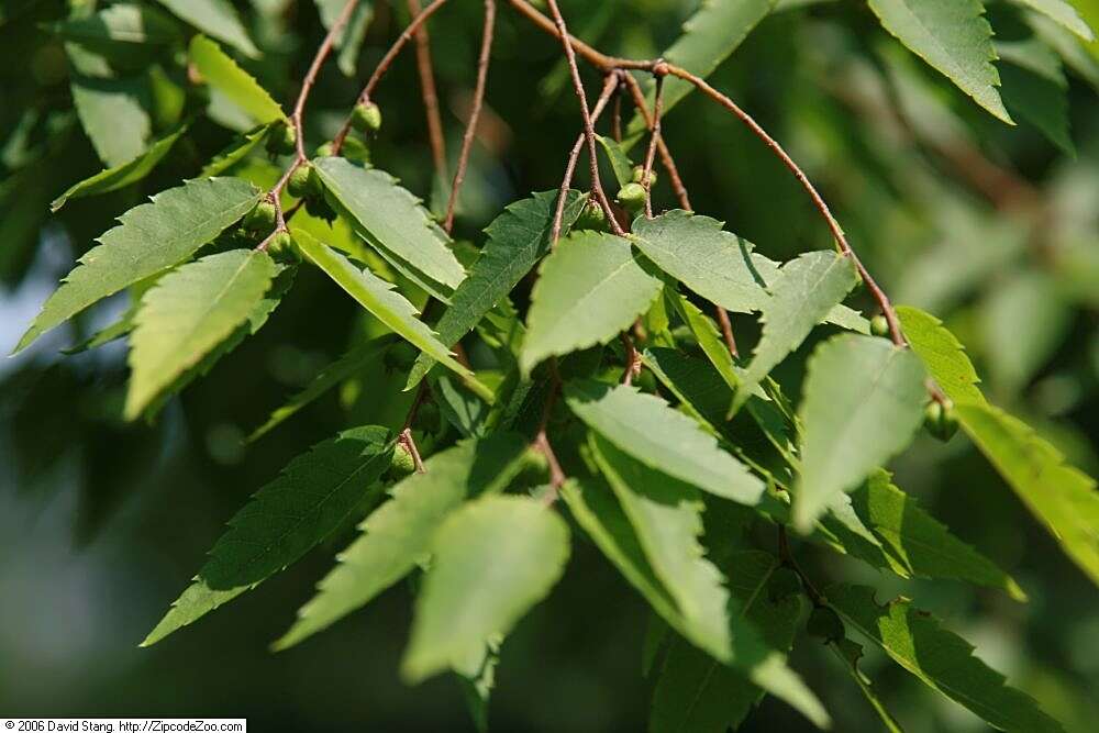 Image of Japanese Zelkova
