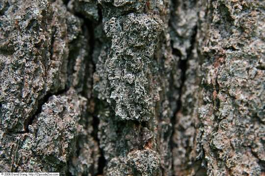 Image of Black Oak