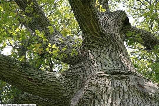 Image of Black Oak