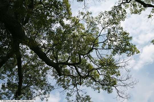 Image of Black Oak