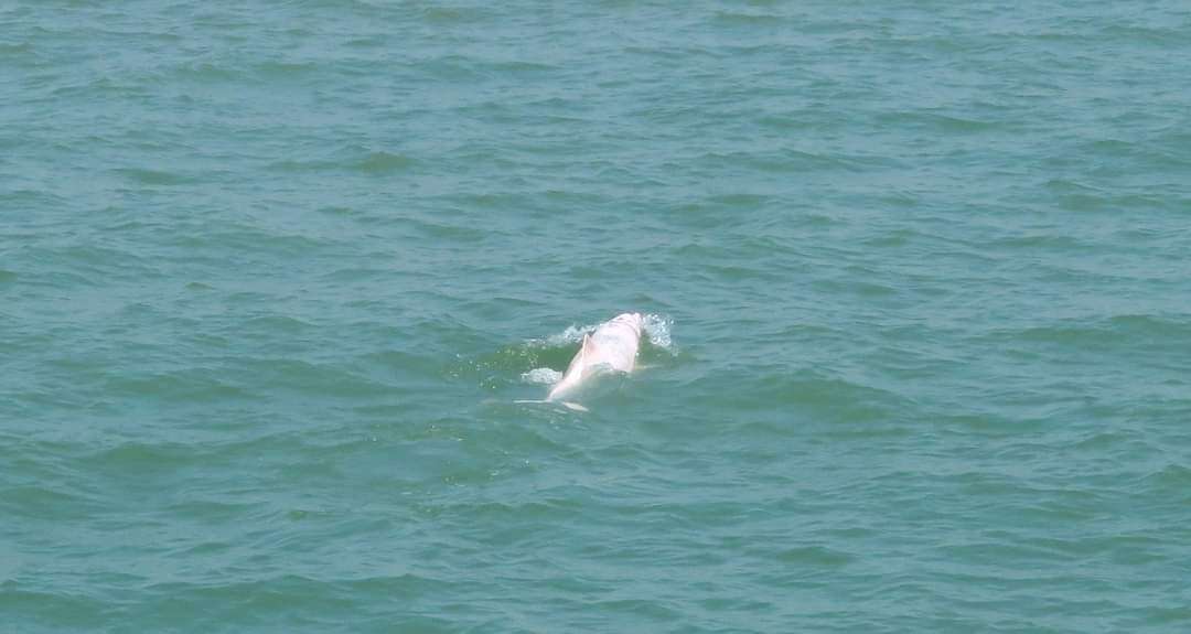 Image of Chinese Humpback Dolphin