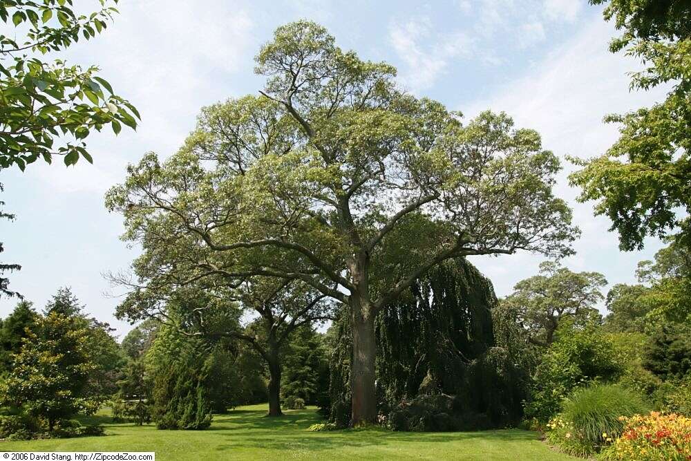 Image de Quercus velutina Lam.