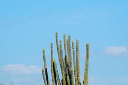 Image of Cephalocereus nudus