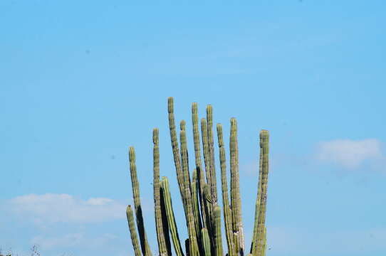 Image of Cephalocereus nudus