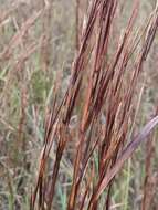 Image of little bluestem