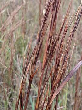 Image de Schizachyrium scoparium (Michx.) Nash