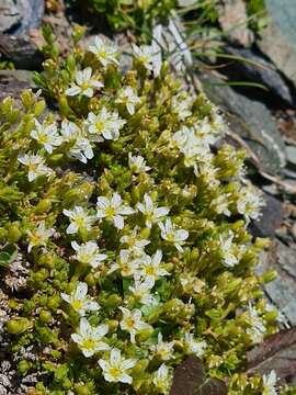 Image de Pseudocherleria imbricata (M. Bieb.) Dillenb. & Kadereit