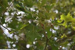 Image de Quercus velutina Lam.