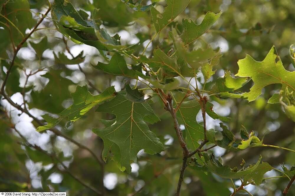 Image de Quercus velutina Lam.