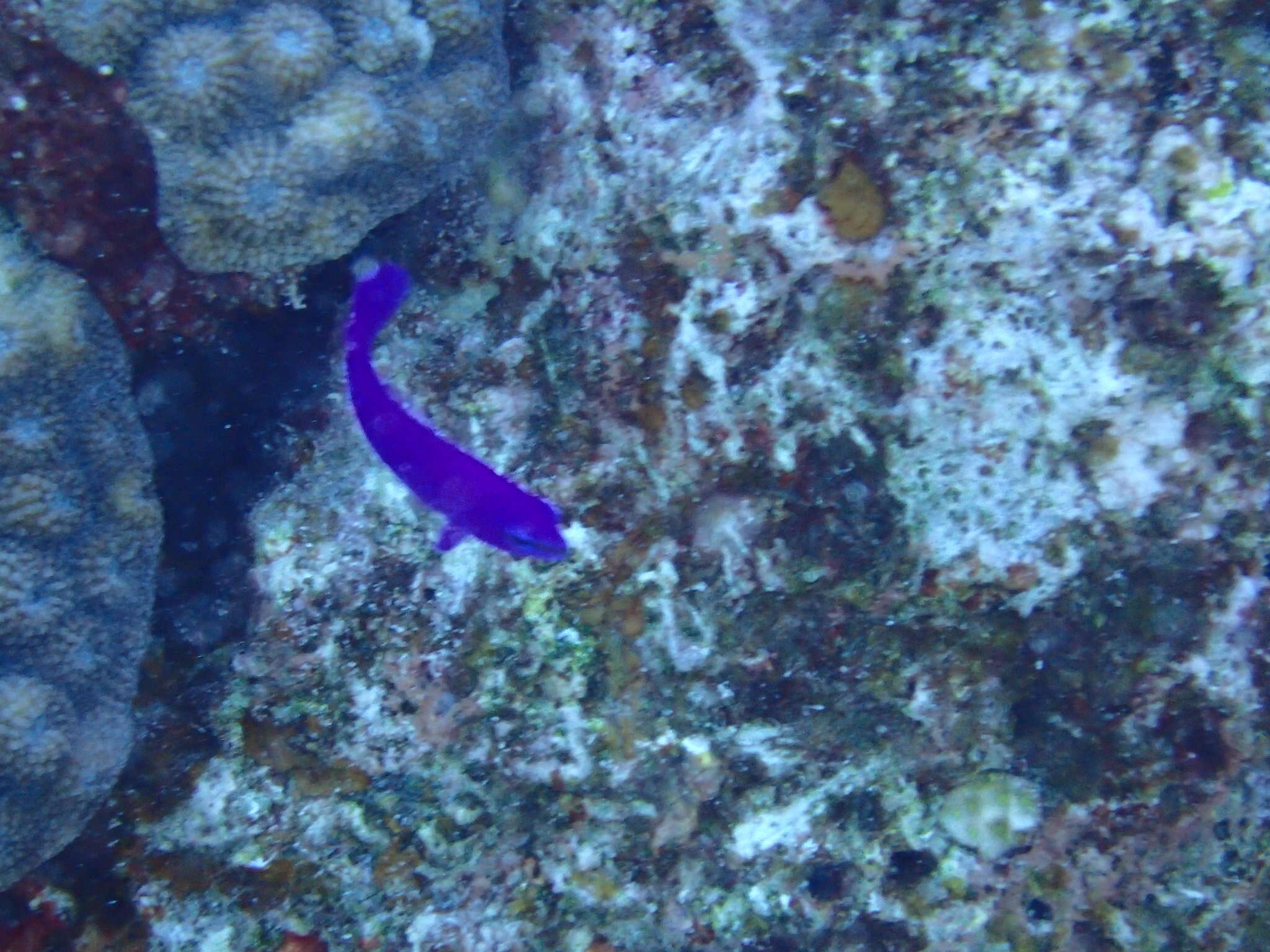 Image of Orchid dottyback