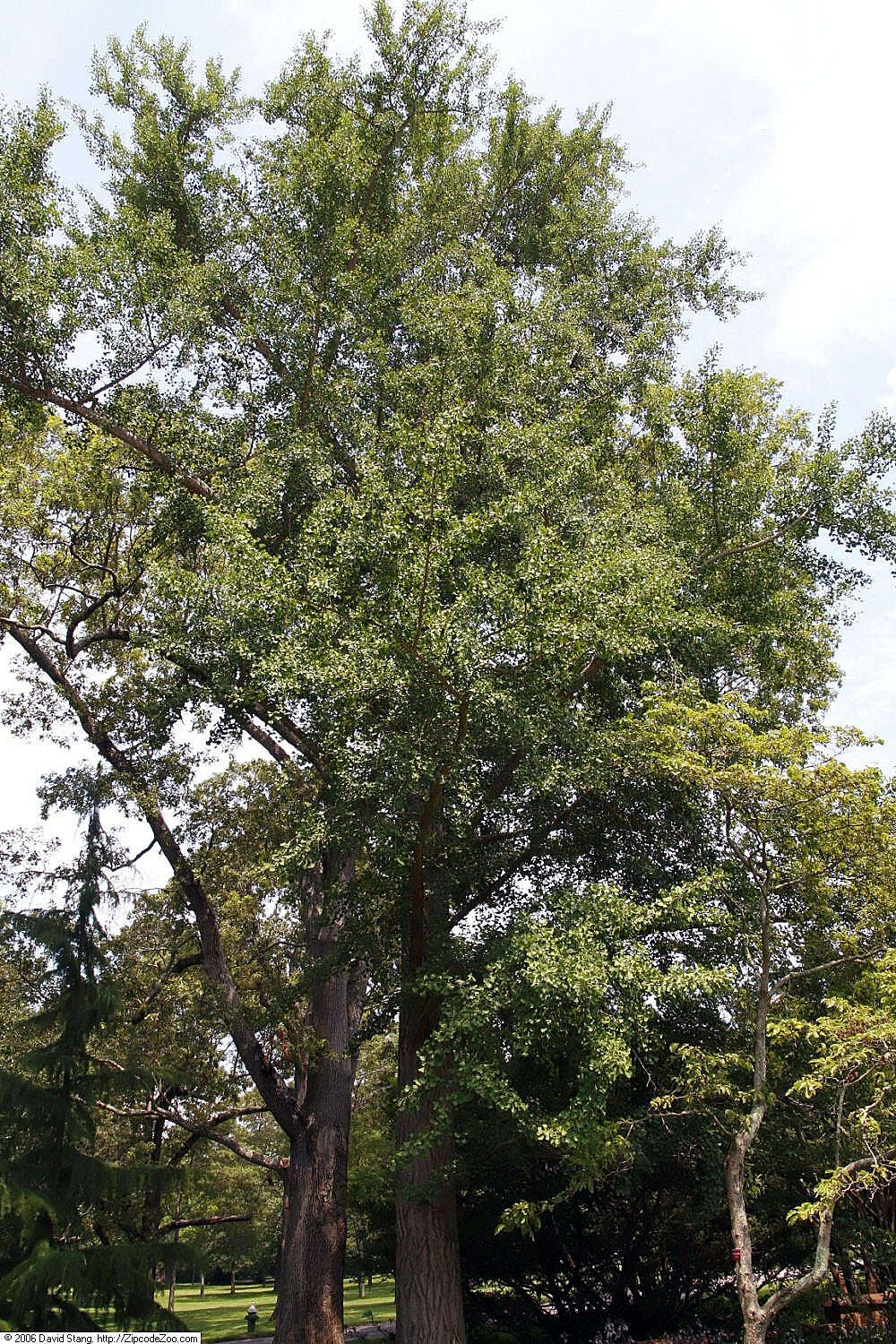 Image of Ginkgoopsida