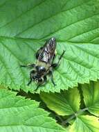 صورة Laphria columbica Walker 1866