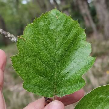 Image de Karpatiosorbus latifolia (Lam.) Sennikov & Kurtto