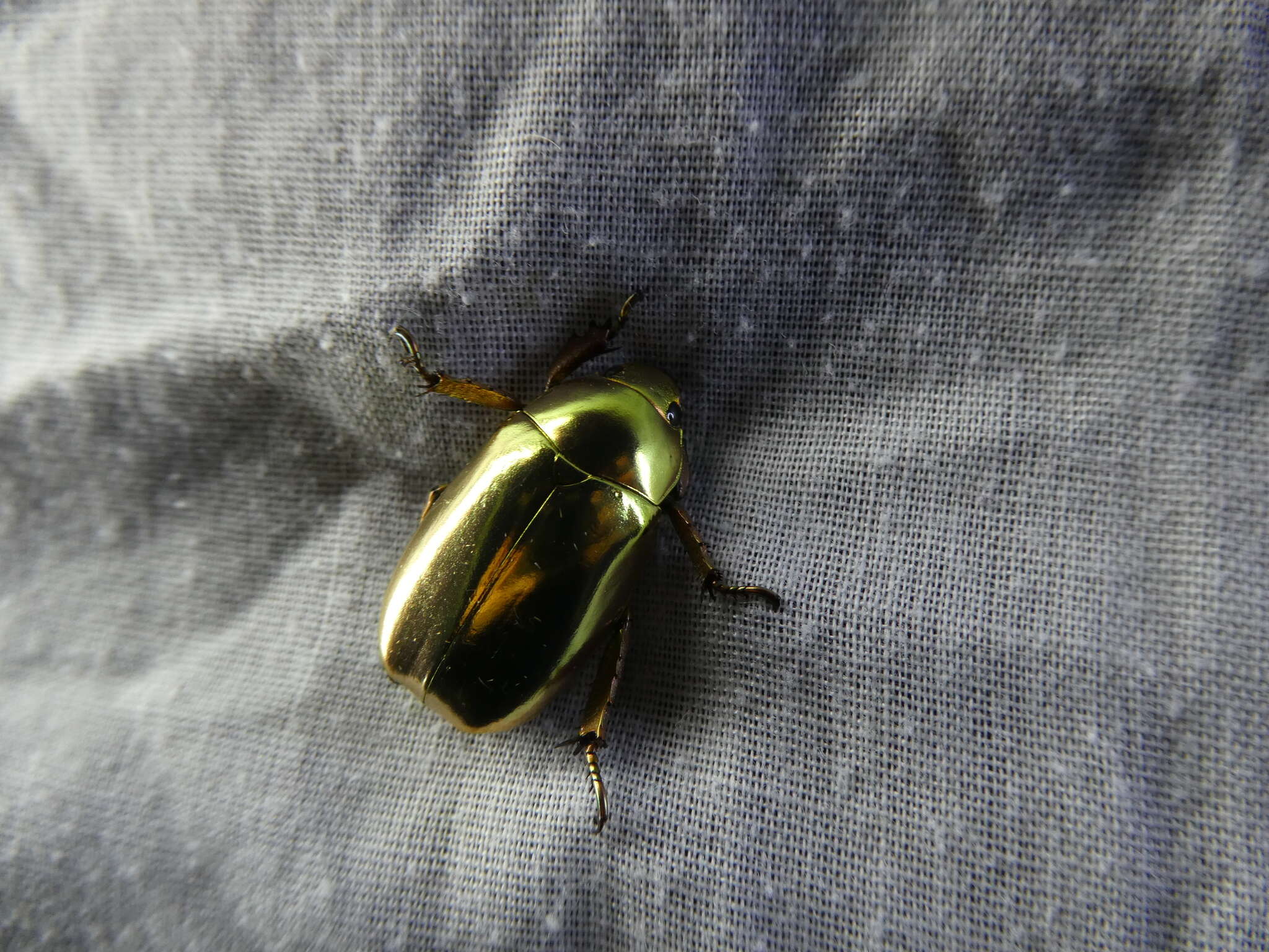 Imagem de Chrysina resplendens (Boucard 1875)