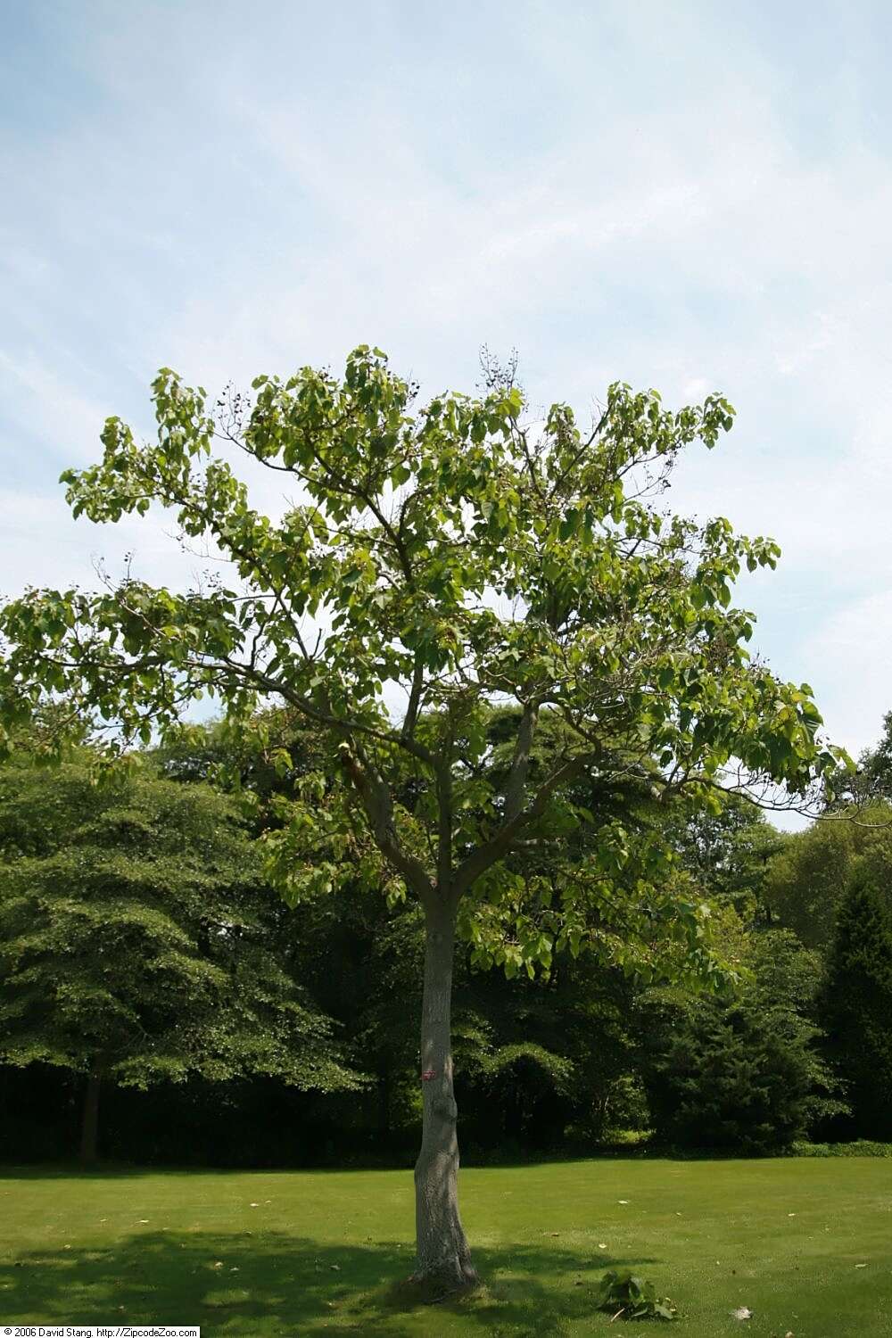 Image of princess tree