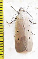 Image of Sommeria ostentata