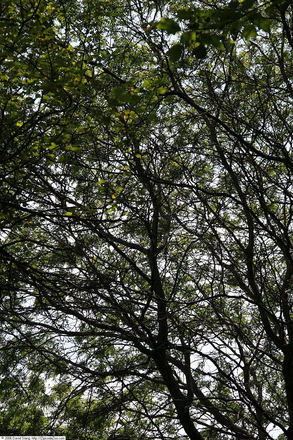 Image of Honey Locust