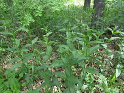 Image of white swallow-wort