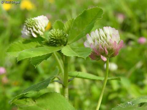 Image of glandular clover