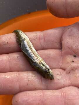 Image of Redside Dace