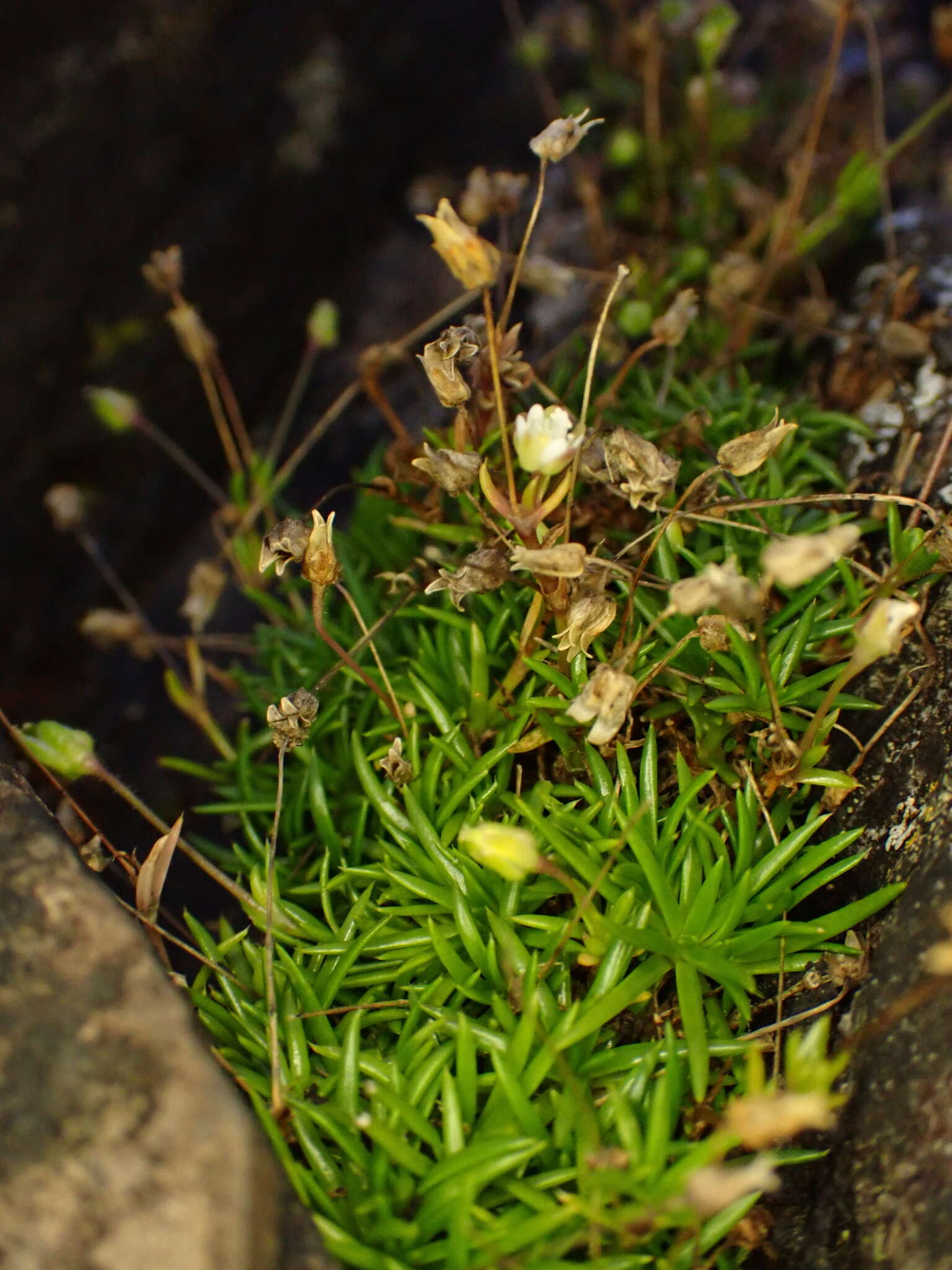 Image of stickystem pearlwort