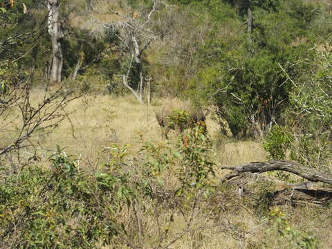 Image of White Rhinoceros