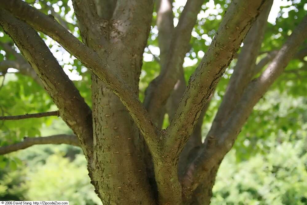 Image of Japanese Tree Lilac