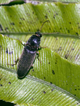 Image of Pasture Wireworm